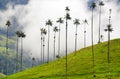 The wax palm trees from Cocora Valley are the national tree, the symbol of Colombia and the WorldÃ¢â¬â¢s largest palm.